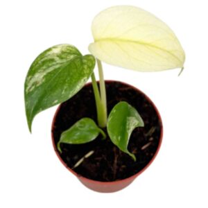 Monstera Monstera Deliciosa MINT
(2 Plants/Order)(7cmP 25cmH)