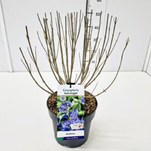 Caryopteris x clandonensis Caryopteris cland. 'Dark Knight' C5
(1 Plants/Order)(23cmP 60cmH)