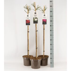 Rosa pink Classics mix, treurstam 110, C7.5
(1 Plants/Order)(26cmP 140cmH)