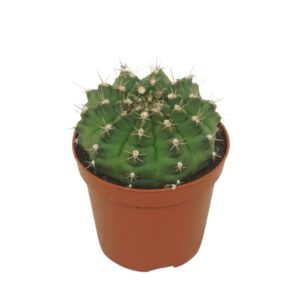 Gymnocalyc mihanovich Gymnocalycium damsii 8,5 cm
(18 Plants/Order)(8.5cmP 12cmH)