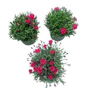 Carnation caryophyllus Carnation in Types
(1 Plants/Order)(17cmP 25cmH)