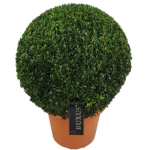 Buxus other sempervirens ball p33 (t) 50-55
(1 Plants/Order)(33cmP 45cmH)