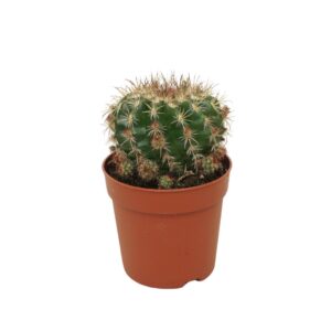 Cactus Parodia mairanana 7 cm
(12 Plants/Order)(7cmP 10cmH)
