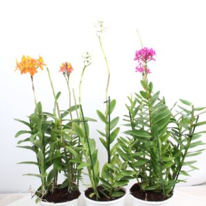 Epidendrum Epidendrum mix 2 spike toef 19 cm
(5 Plants/Order)(19cmP 75cmH)