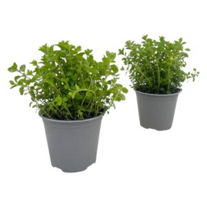 Origanum vulgare Origanum vulgare
(8 Plants/Order)(14cmP 25cmH)