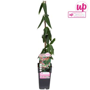 Lonicera henryi Lonicera 'Henryi' P15
(5 Plants/Order)(15cmP 65cmH)