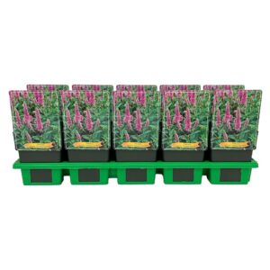 Veronica spicata Veronica spicata 'Candela Hot Pink' P11
(10 Plants/Order)(11cmP 25cmH)