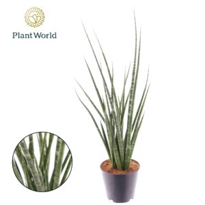 Sansevieria Cylindrica Sansevieria 'Digitorum'
(14 Plants/Order)(12cmP 40cmH)