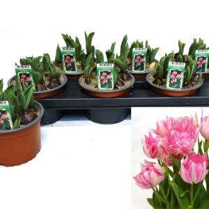 Tulipa other Dubble light pink
(6 Plants/Order)(14cmP 16cmH)