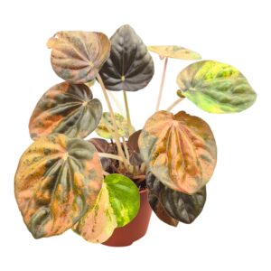 Peperomia Peperomia Candora® Picasso
(20 Plants/Order)(7cmP 15cmH)