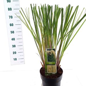 Cortaderia selloana Cortaderia selloana
(1 Plants/Order)(23cmP 85cmH)