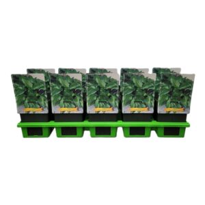 Hosta other Hosta 'Gooseberry Sundae' P11
(10 Plants/Order)(11cmP 25cmH)