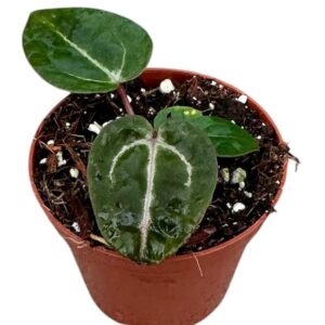 Anthurium Leaf Anthurium Zara x Michelle x Red Crystallinum
(14 Plants/Order)(8cmP 10cmH)