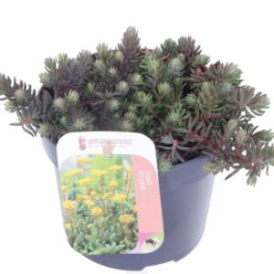 Sedum reflexum Sedum reflexum
(8 Plants/Order)(13cmP 15cmH)
