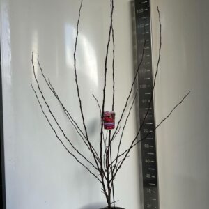 Malus Malus 'Veitch's Scarlet'
(1 Plants/Order)(29cmP 110cmH)