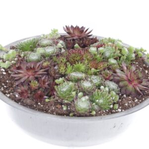 Sempervivum mix Sempervivum mixed
(1 Plants/Order)(35cmP 15cmH)