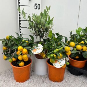 Citrus Algarve mix Citrus & Olea medi-stem
(6 Plants/Order)(14cmP 35cmH)