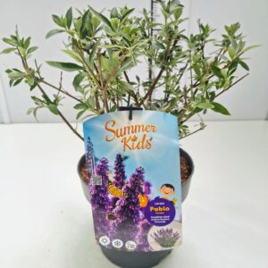 Buddleja Buddleja d. 'Summer Kids® Pablo Purple' C5
(1 Plants/Order)(23cmP 50cmH)