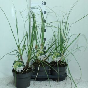Cortaderia selloana Pumila Cortaderia selloana 'Pumila' P19
(3 Plants/Order)(19cmP 70cmH)