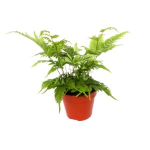 Pteris faurei Pteris Fauriei
(10 Plants/Order)(12cmP 30cmH)