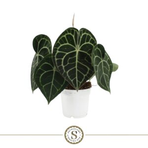 Anthurium clarinerviu Clarinervium 14cm
(4 Plants/Order)(14cmP 40cmH)