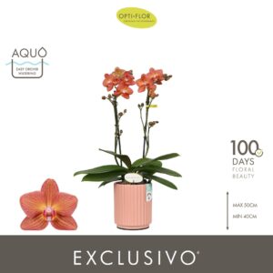Phalaenopsis Multiflora Exclusivo Eos 2 spike in Molise Salmon Aquo
(6 Plants/Order)(12cmP 45cmH)