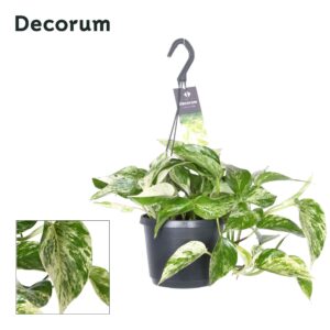 Epipremnum pinnatum Marble Queen Epipremnum pinn. 'Marble Queen'
(6 Plants/Order)(17cmP 35cmH)