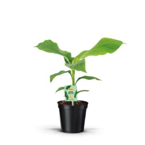 Musa basjo Musa Basjoo
(6 Plants/Order)(17cmP 55cmH)