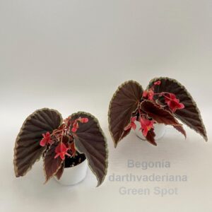 Begonia Begonia darthvaderiana Green Spot 9cm *NEW*
(6 Plants/Order)(9cmP 15cmH)