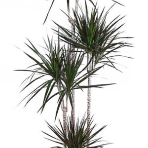 Dracaena Magenta Dracaena Magenta 120-90-60-30
(1 Plants/Order)(27cmP 180cmH)