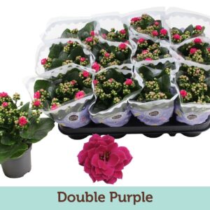 Kalanchoe Calandiva Purple Kalanchoë Double Purple
(12 Plants/Order)(9cmP 19cmH)