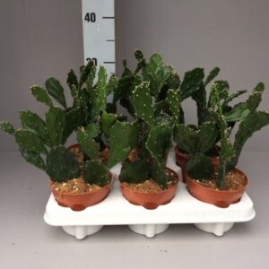 Opuntia Opuntia jamaicensis
(8 Plants/Order)(12cmP 35cmH)