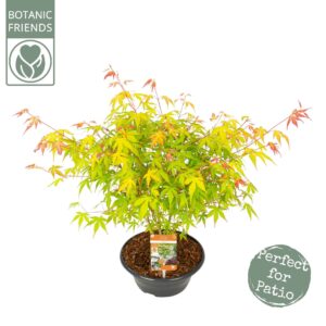 Acer palmatum Katsura Acer palm. 'Katsura'
(1 Plants/Order)(23cmP 50cmH)