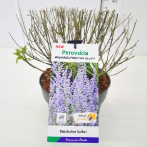 Perovskia Prime Time Perovskia atr. 'Prime Time' BüC5
(1 Plants/Order)(23cmP 40cmH)
