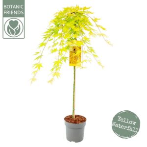Acer palmatum Acer palm. 'Cascade Citrine' ®
(1 Plants/Order)(24cmP 130cmH)