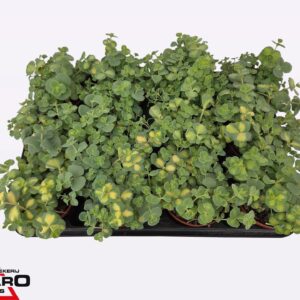 Sedum sieboldii Mediovariegatum Sedum sieb. mediovar. P8,5
(12 Plants/Order)(8.5cmP 12cmH)
