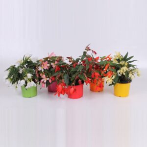 Begonia Waterfall begonia waterfall ton sur ton mix LAAG
(9 Plants/Order)(12cmP 20cmH)