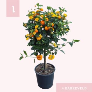 Lantana camara Simon Orange Lantana Oker stam
(1 Plants/Order)(19cmP 75cmH)