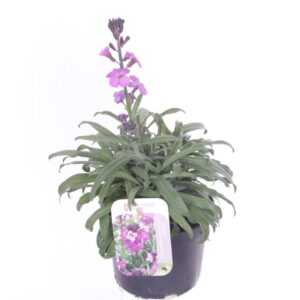Erysimum linifolium Bowles Mauve Erysimum lin. Bowles Mauve
(8 Plants/Order)(13cmP 35cmH)