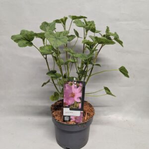 Lavatera Rosea Lavatera 'Rosea' 17 cm
(1 Plants/Order)(17cmP 15cmH)