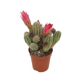 Chamaecereus 'Ubink Cerise' Chamaecereus ubink `Cerise` 5,5 cm flowering
(20 Plants/Order)(5.5cmP 8cmH)