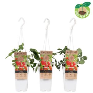 Fragaria Fragaria 'Eve's Delight'
(10 Plants/Order)(15cmP 50cmH)
