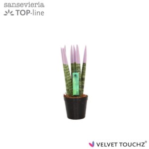 Sansevieria Cylindrica Sansevieria VELVET TOUCHZ® Pastel purple
(20 Plants/Order)(6cmP 18cmH)