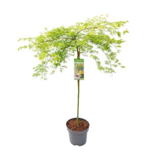 Acer palmatum Emerald Lace Acer palm. 'Emerald Lace' C14 halfstam
(1 Plants/Order)(30cmP 160cmH)