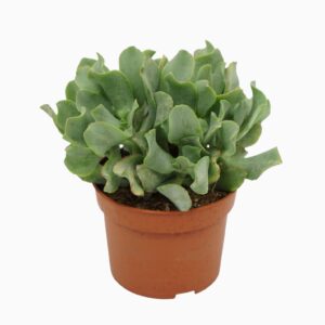 Crassula Curly Crassula arborescens `krul` 10,5 cm
(10 Plants/Order)(10.5cmP 20cmH)