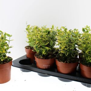 Euonymus fortunei Emerald n Gold EuonymusFortunei Emerald gold
(8 Plants/Order)(13cmP 30cmH)