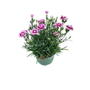Carnation Sunflor Charmy Carnation Charmy
(1 Plants/Order)(17cmP 30cmH)
