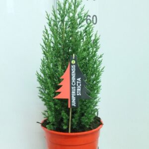 Juniperus chinensis Stricta Juniperus chinensis 'Stricta' P24 potgekweekt
(1 Plants/Order)(24cmP 70cmH)