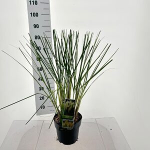 Cortaderia selloana Pumila Cortaderia selloana 'Pumila'
(1 Plants/Order)(23cmP 80cmH)