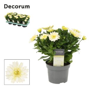 Osteospermum other op stam Osteospermum Enrico Decorum
(8 Plants/Order)(12cmP 25cmH)